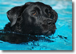 Dog in Pool, Photo by Andrew Cattani