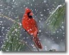 Cardinal Winter, Photo by Lorraine Schibani