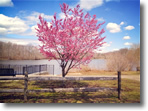 The first tree to bloom at Mill Pond, Wantagh, Photo by Erica Glatt