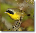 Yellowthroat Warbler at Jones Beach, Long Island