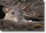 One of Mill Pond's smaller residents, Wantagh, Long Island, Photo by Bob Shaw