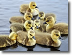 Mill Pond Goslings, Wantagh, Long Island, Photo by David Lepelstat