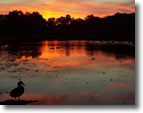 Sunset at Mill Pond, Wantagh - Photo by Colleen Casabianca