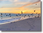 Jones Beach, Field 6 at Sunset - Photo by Rose Josephson