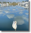 Swan at Wantagh Park - Photo by Liz Bonavita