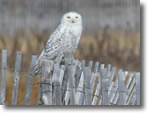 Owl at Jones Beach - Photo by Lynne Roberti