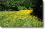 Field of Flowers on Holiday Park Drive - Photo by Pat Walsh