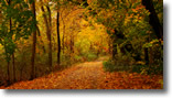 Autumn at Forest City Park - Photo by Dawn Balnis