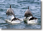Dolphins at Jones Beach - Photo by Patty Mueller