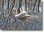 A swan photo at Twin Lakes Wantagh - Photo by Eddie Giron
